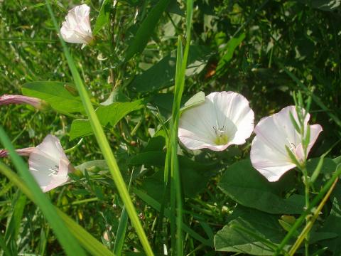 Apró szulák — File:Convolvulus arvensis 01.JPG
