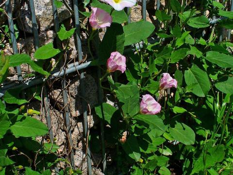 Apró szulák — File:Convolvulus arvensis 001.JPG