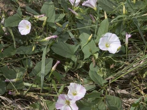 Apró szulák — File:Convolvulus arvensis vallee-de-grace-amiens 80 21072007 1.jpg