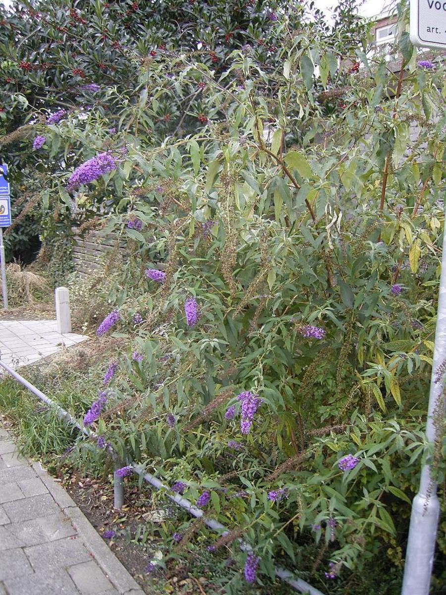 Nyáriorgona — File:BuddlejaDavidii-shrub-hr.jpg