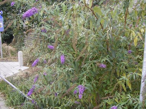Nyáriorgona — File:BuddlejaDavidii-shrub-hr.jpg