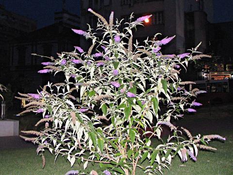 Nyáriorgona — File:Buddleja davidii habitus.JPG