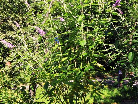 Nyáriorgona — File:Buddleja davidii Prague 2013 1.jpg