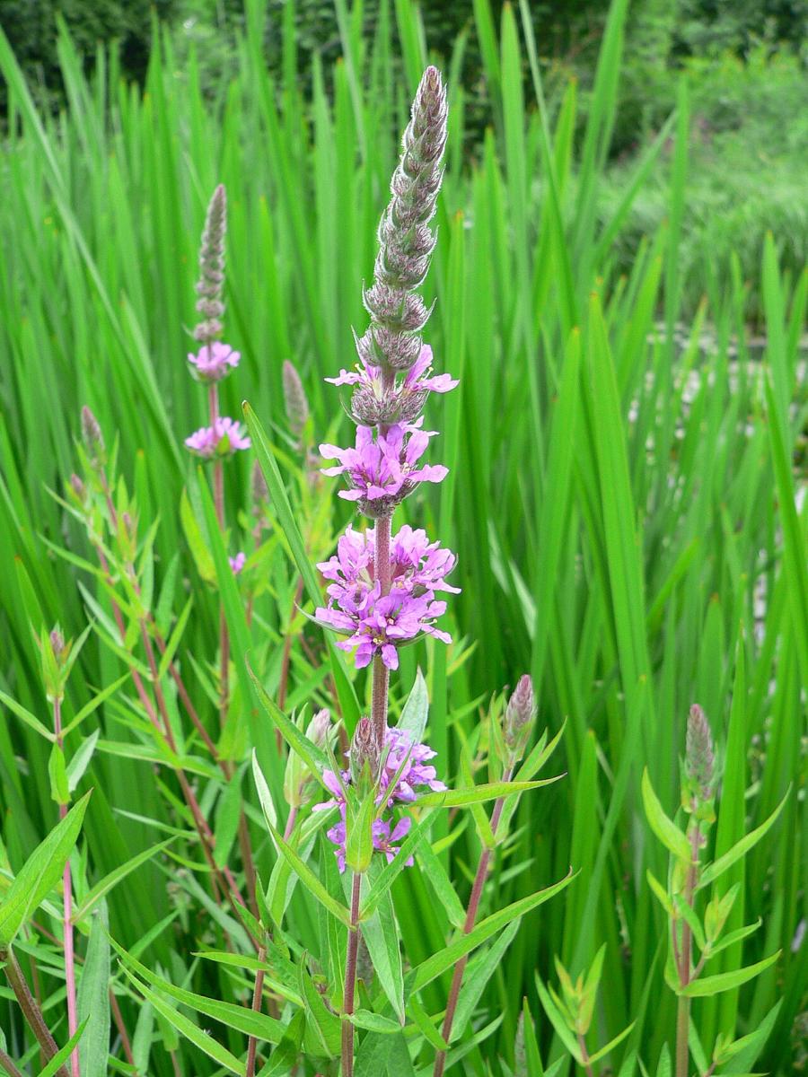 Réti füzény — File:Blutweiderich 0506115.jpg
