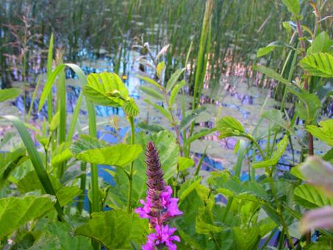 Réti füzény — File:Flickr - Per Ola Wiberg ~ mostly away - Wild flower by water.jpg