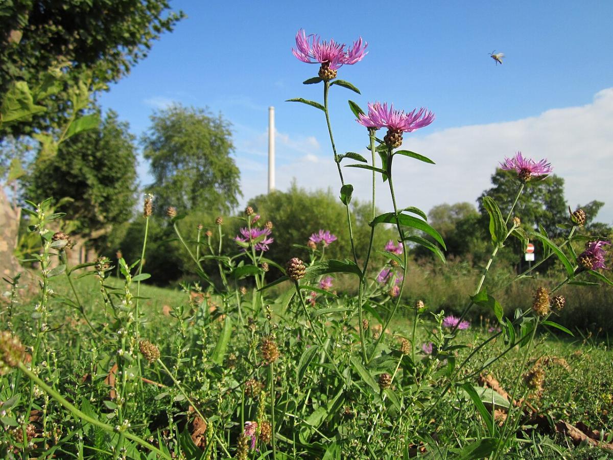 Réti imola — File:20120917Centaurea jacea1.jpg