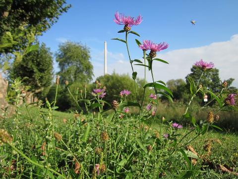 Réti imola — File:20120917Centaurea jacea1.jpg