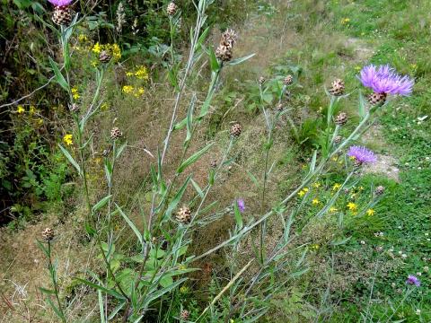 Réti imola — File:Centaurea jacea ssp. jacea L. (7794028230).jpg