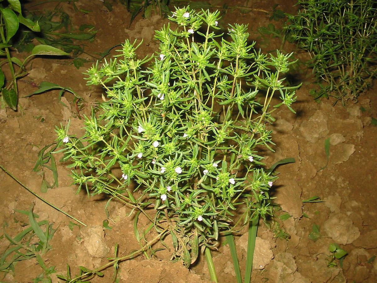 Borsikafű — File:Satureja hortensis bgiu.jpg